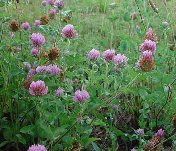 Trifolium Incarnatum Kirmizi Ucgul Yem Bitkisi Tohumu Yem Bitkileri Reygras Otu